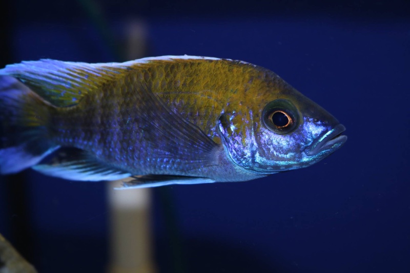 Aulonocara jacobfreibergi 'Makokola Reef'